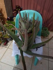 belle e t grande succulente aloévera  pour rocaille ou grande jarre =floraison