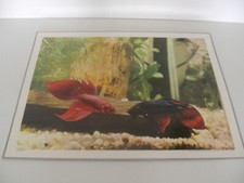 ANCIENNE PLANCHE AFFICHE