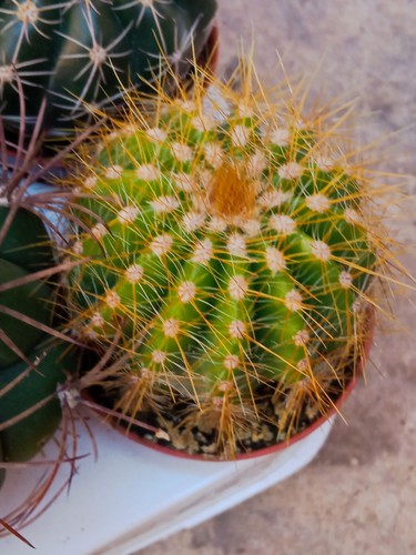 Cactus parodia warasii - cactus,