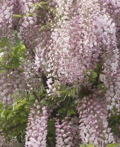 Glycine chine rosea - chine, 'rosea'
