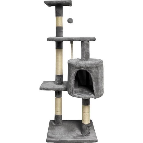 Paloma arbre chat gris - a,