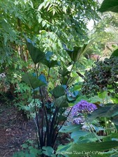 Colocasia Tea Cup - Black Bat- 1 plant