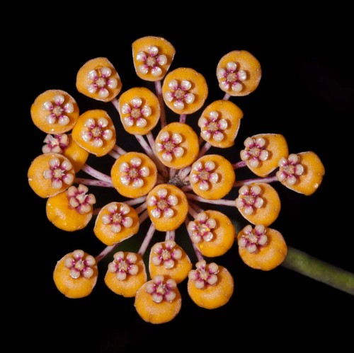 Hoya waymaniae 10cm - hoya,