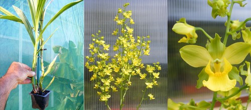 Cyrtopodium flavum orchidée - cyrtopodium,