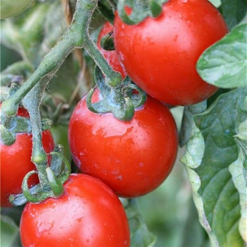 Brin muguet tomato 5 - de,