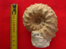 Ammonite du Cénomanien 