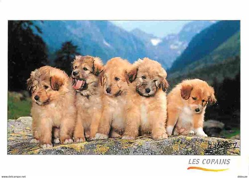 Carte postale animaux - carte,