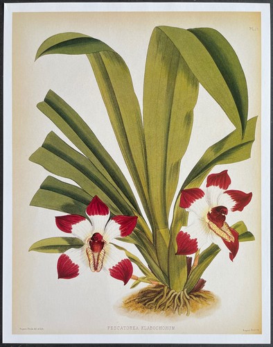 Botanique orchidées - botanique,