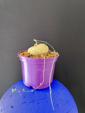 SUPERBE Caudex, Kedrostris Africana 2, Succulente, Cactus RARE! Superbe!