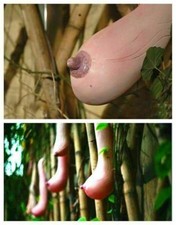 16 GRAINES DE POMPE EN FORME DE SEIN + GRATUIT