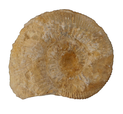 Ammonite fossile bajocien - ammonite,