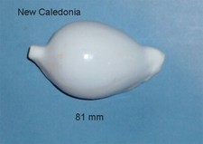 *** Ovula**** Ovum Philippines 81 mm