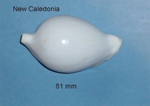 Ovula ovum philippines - ovula****,