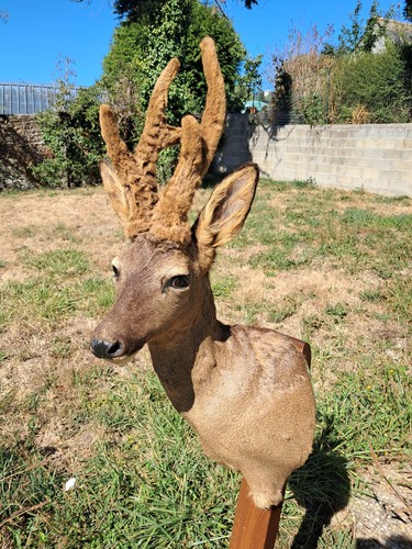 Taxidermie chevreuil en - taxidermie,