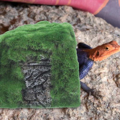 Accessoires pour reptiles - pour,