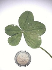 véritable gros trèfle à