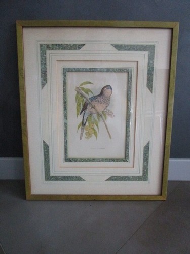 Gravure oiseau ancienne - d'oiseau,