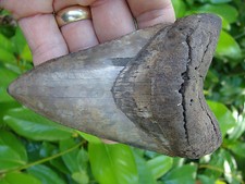 4.65inch megalodon shark tooth