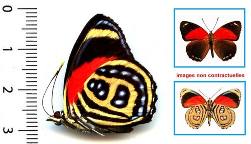 Nymphalidae callicore - -,