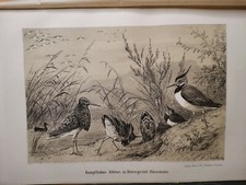 1882 Ancienne Gravure sur Bois