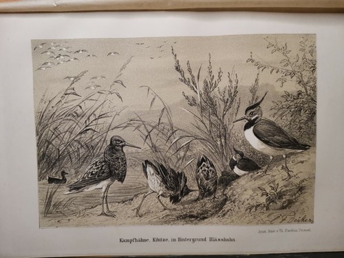 1882 ancienne gravure sur bois - 1882,