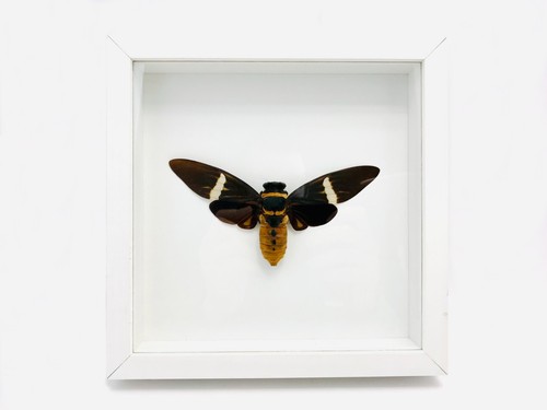 Tosena albata taxidermie - albata,,