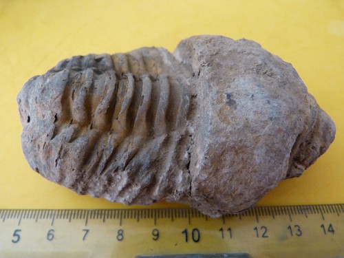 Trilobite colpocoryphe grandis - trilobite,
