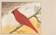 CPSM OISEAU Cardinal Rouge