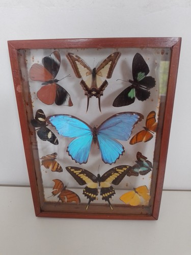 Cadre papillons entomologie - cadre,