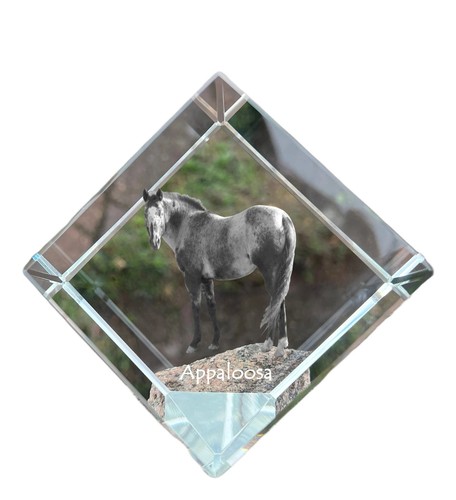 Appaloosa dé cheval - appaloosa,