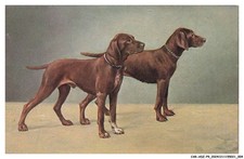CAR-ADZP9-0509-ANIMAUX - Deux chiens braque allemand a poil court