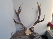 Massacre de cerf élaphe ; Cervus elaphus 12 cors irréguliers #N1