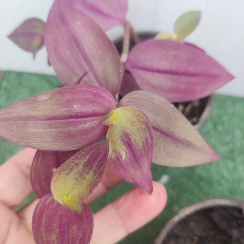 Zebrina purpusii - purpusii,