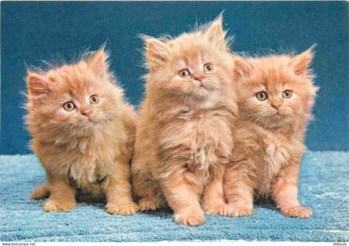 Carte postale animaux - postale,