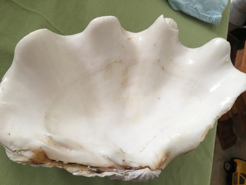 Coquillage - ,