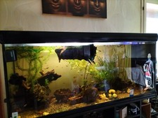 aquarium avec meuble   poissons (GUPPYS, PLECO, ) plantes, racines mangrove.
