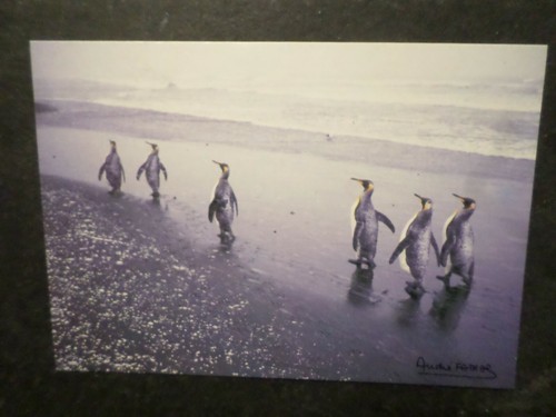 Carte postale manchots - carte, postale,