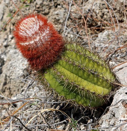 Melocactus matanzanus cl986 - matanzanus,