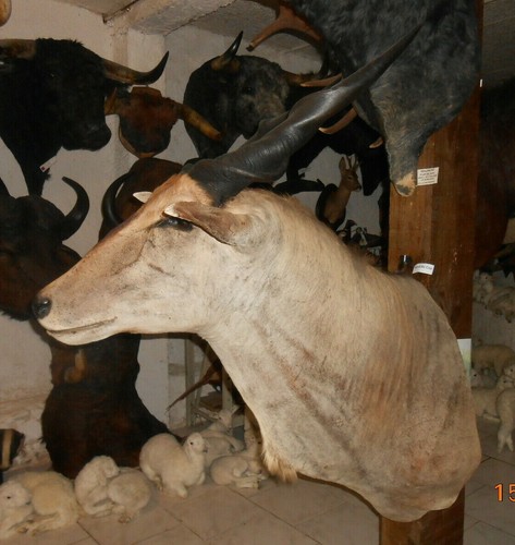 Grand trophée taxidermie - ,