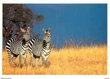 Animaux - Zèbres - Collection