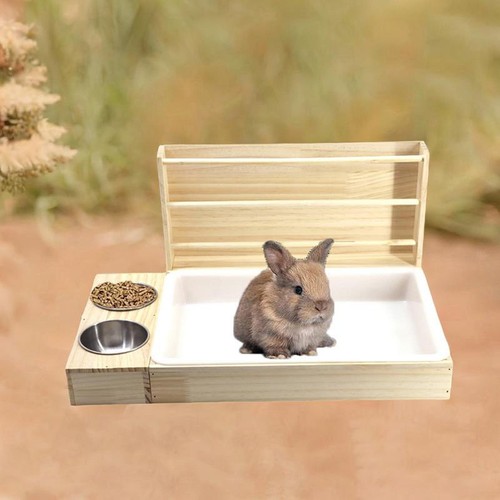 Hamster nain - hamster,