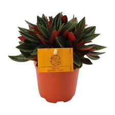 Peperomia Caperata Rouge -
