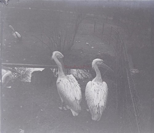 France pélican c1910 photo - pélican,