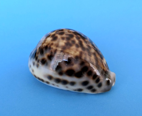 Cypraea tigris mm - cypraea,