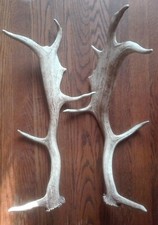 2 ancien bois de daim