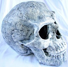 Tête de Mort géante plâtre