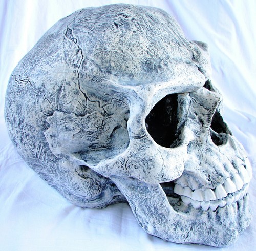 Tête mort géante plâtre - tête, de
