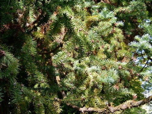 Graines araucaria chine - 10,