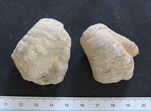 Gryphées fossiles