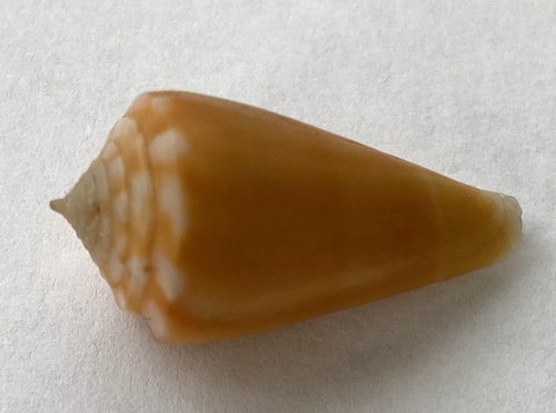 Coquillage conidae sazanka - coquillage,